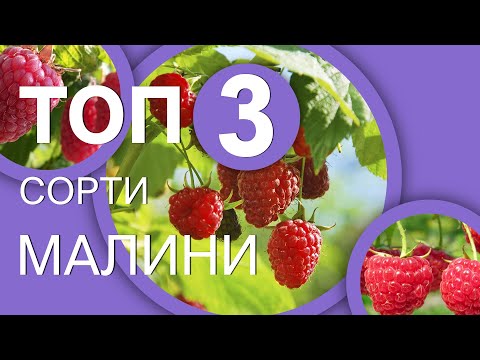 Видео: ТОП 3 сортів малини