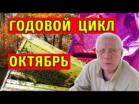 Видео: Годовой цикл содержания пчелиных семей. ГЛАВНАЯ ЗАДАЧА в Октябре!