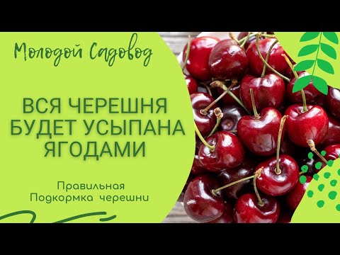 Видео: Правильная подкормка Черешни | Удобрение | Полезные микроэлементы дереву на протяжение всего года