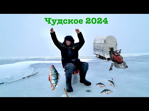 Видео: Рыбалка на Чудском озере 2024 / PERCH FISHING CHUDSKOE LAKE 2024
