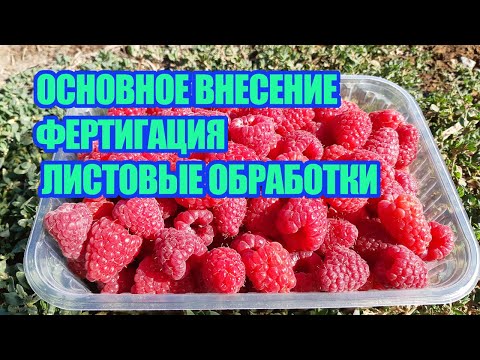 Видео: Питание ремонтантной малины и ежевики