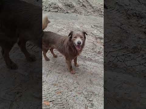 Видео: 2 ноября 2025 г.