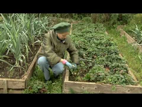 Видео: 6_Подготовка к зиме. ВСЕ О ВЫРАЩИВАНИИ КЛУБНИКИ. Часть 6.