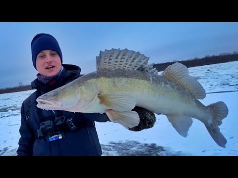 Видео: Судак на бокоплав со льда 2022! Ловля судака в отвес на бокоплав! Бокоплавы для ловли судака зимой!