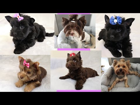 Видео: Шоколадные и Чёрные Йорки/Нам 8 недель/Совсем забросила канал/Фотоссесия удалась