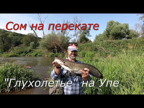 Видео: Сом на перекате. "Глухолетье" на Упе.