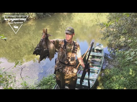 Видео: Охота на утку с подхода на лодке 2020