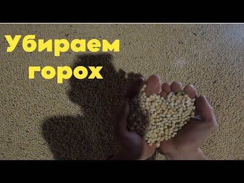 Видео: Уборка урожая 2024. Молотим горох , урожайность радует !