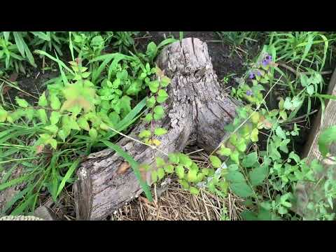 Видео: Великий нехочуха. Дом кота. 23.06.2024г