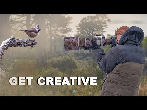 Видео: Фотографирование хохлатых синиц в Шотландии