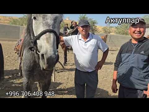 Видео: 2 сентября 2025  жылкы базар #атбазар #horse #лошадки 