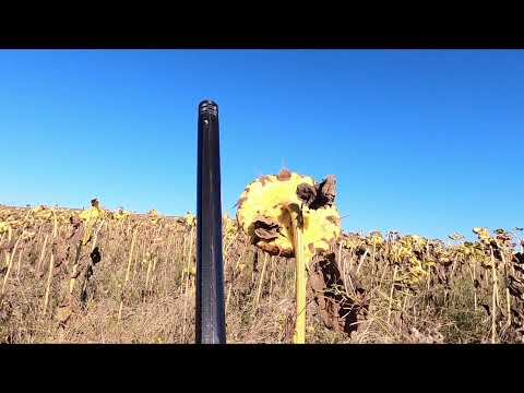 Видео: Охота на Вяхиря с чучелами в подсолнухе. МР-155 profi. (махокрыл Mojo Pigeon). 2021г.