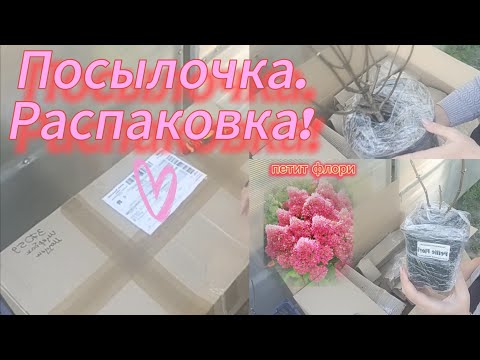 Видео: Распаковка посылки с  гортензиями!