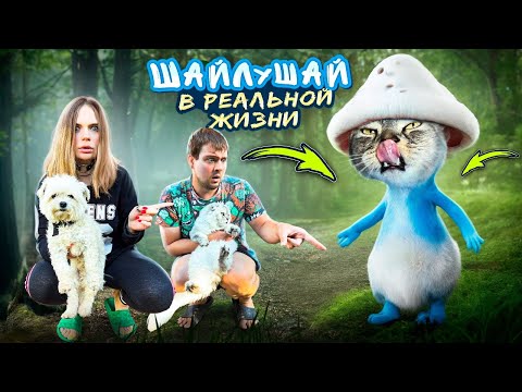 Видео: ШАЙЛУШАЙ В РЕАЛЬНОЙ ЖИЗНИ В НАШЕМ ДОМЕ С КОТАМИ | СТРАШНАЯ ПЕРЕПИСКА ИЗ ПАЛАТКИ