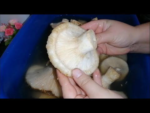 Видео: САМЫЕ ВКУСНЫЕ СЫРЫЕ ГРУЗДИ на зиму, ХОЛОДНЫМ СПОСОБОМ!