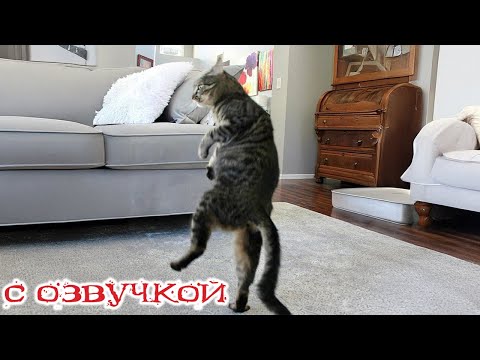 Видео: Приколы с котами! С ОЗВУЧКОЙ Смешные коты! Самые смешные животные! ПОПРОБУЙ НЕ ЗАСМЕЯТЬСЯ!