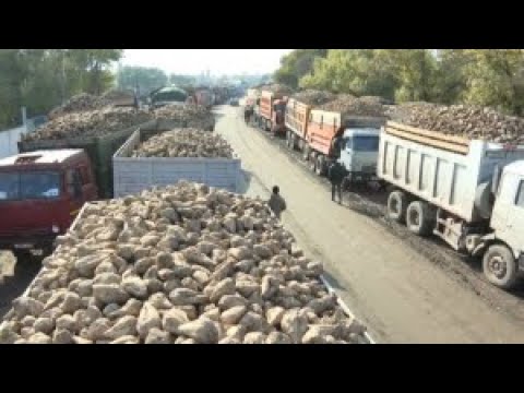 Видео: Фермеры Жамбылской области не могут сдать свёклу на переработку