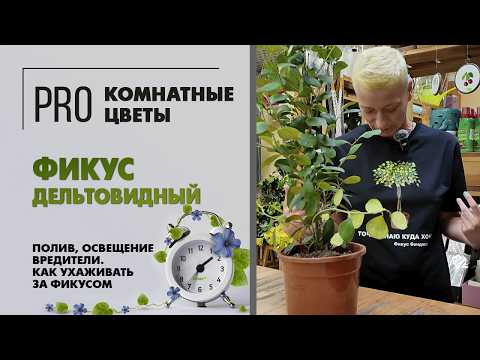 Видео: Фикус дельтовидный. Уход, полив, освещение, вредители. Как ухаживать за фикусом в домашних условиях.
