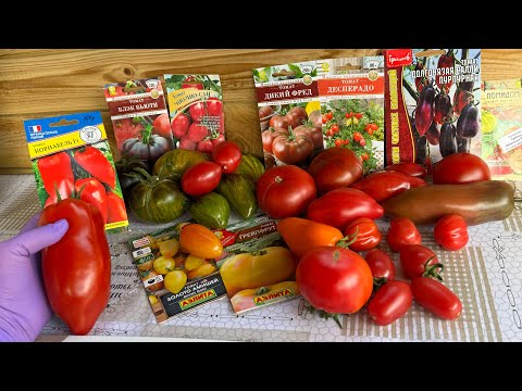 Видео: ТОМАТЫ 👍 ОБЗОР и ДЕГУСТАЦИЯ!