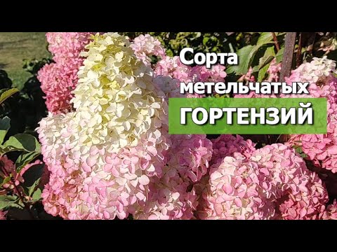 Видео: Гортензия метельчатая: сорта для начинающих садоводов | Гортензии метельчатые: неприхотливые сорта