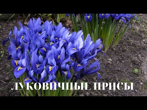 Видео: Луковичные ирисы