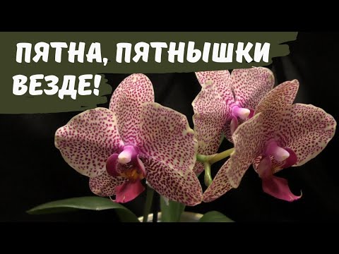 Видео: Мои орхидеи в крап! Самые знаменитые пятнистые фаленопсисы