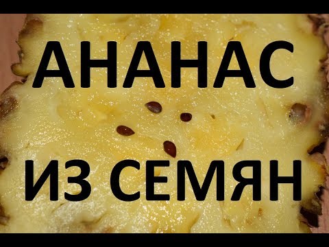 Видео: Выращиваем ананас из семян. Ананас из семян с плода