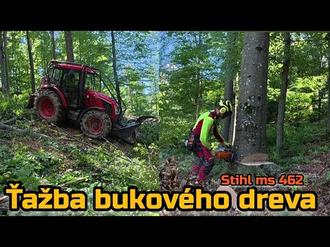 Видео: Заготовка древесины бука с профессиональным подходом, Stihl ms 462, Amles, Zetor, Лесные работы