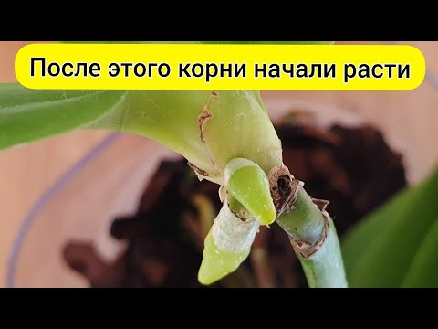 Видео: Это помогло НАРАСТИТЬ КОРНИ детки орхидеи // ОРХИДЕЯ БЕЗ КОРНЕЙ