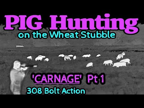 Видео: Охота на свиней • «Бойня», часть 1 • На пшеничной стерне • 308 Bolt Action