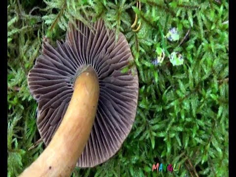 Видео: Какие грибы растут в октябре. Рядовки. Мокрухи.  Вешенки.