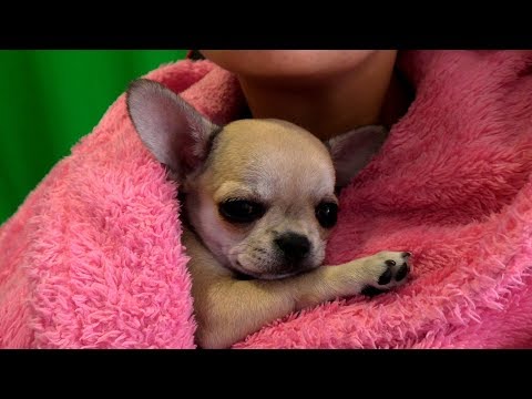 Видео: ПОПОЛНЕНИЕ В СЕМЬЕ Купили собаку РЕАКЦИЯ НА СОБАКУ Наш новый питомец Первая встреча