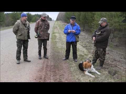 Видео: "Весенние голоса выжлецов на Вятке" весна 2013г Киров .Русская пегая гончая Бим Уланова С.И.#топ