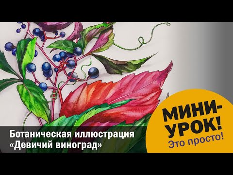 Видео: Ботаническая иллюстрация "Девичий виноград" для начинающих и не только 😉