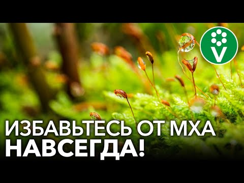 Видео: КАК ИЗБАВИТЬСЯ ОТ МХА НА ГРЯДКАХ И ГАЗОНЕ? Самый эффективный способ