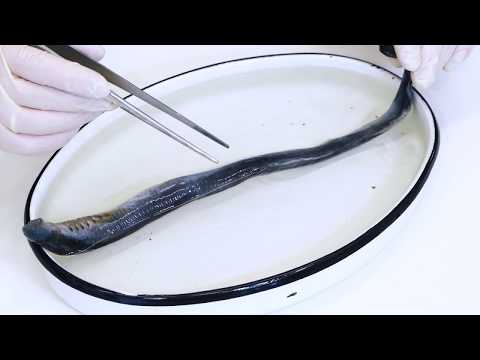 Видео: 6. Низшие хордовые: вскрытие