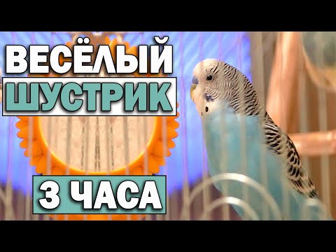 Видео: Весёлое пение волнистых попугаев. 3 часа.