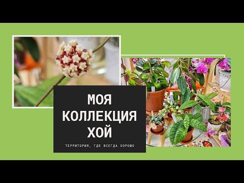 Видео: Моя коллекция хой. Хойи на балконе.