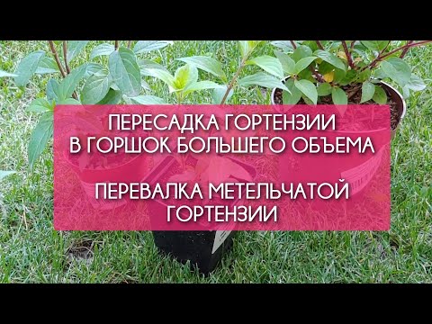 Видео: Как пересадить гортензию в горшок большего объема. Перевалка метельчатой гортензии.
