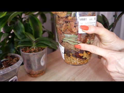 Видео: Зачем я делаю разные посадки орхидей| После пересадок Чем удобрять| За либо Против адаптации