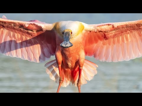 Видео: Объектив Nikon 100-400 мм Z против Nikon 500 мм PF на Z9 — какой объектив лучше всего подходит дл...