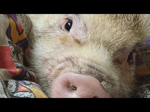 Видео: МИНИПИГ дома ! Стоит ли покупать или категорически нет ?