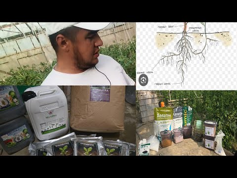 Видео: ИЛДИЗ КАСАЛЛИКЛАРИНИ 100% ТУЛИК ДАВОЛАШ