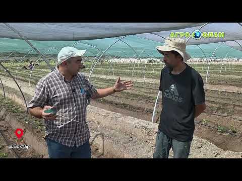 Видео: 🍓Тавсия ба қулфинайпарварон 