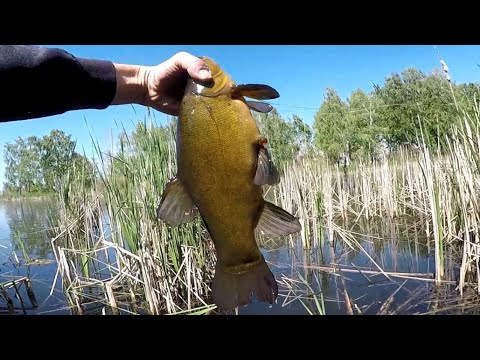 Видео: Крупний ЛИНЬ на СУПЕР НАСАДКУ, Рибалка весною на ЛИНЯ, Линь на вудку