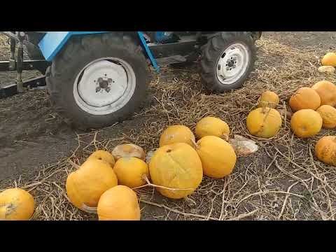Видео: Молотим гарбуз ДАНКА ПОЛЬКА