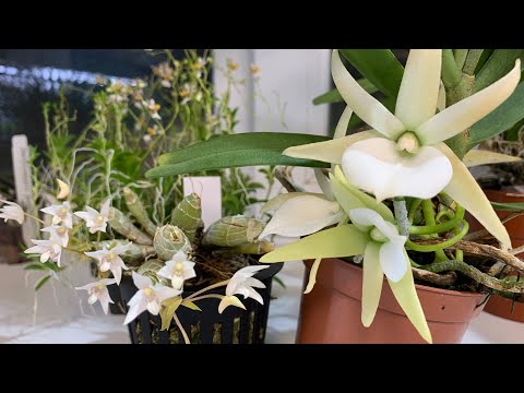 Видео: Весеннее цветение орхидей 2023 год. Часть 1