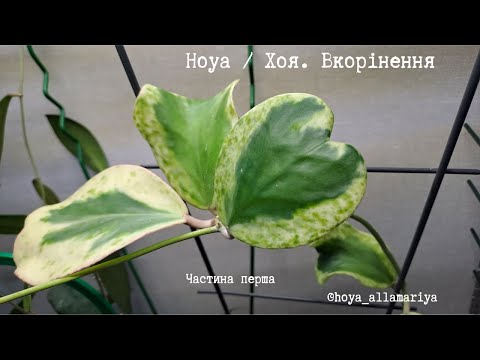 Видео: Hoya. Вкорінення. Частина перша @hoya_allamariya