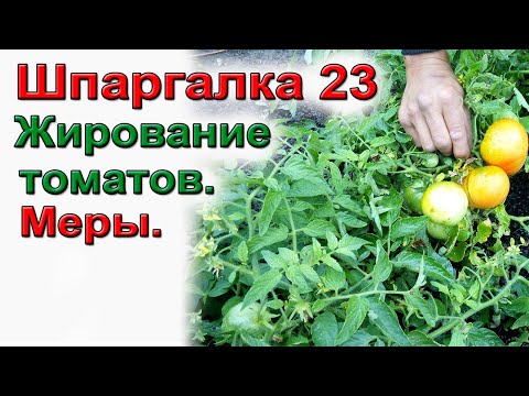 Видео: Жирование томатов. Подробно.