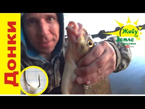 Видео: Крупный Лещ на донки. Донки Крокодил. Оснастка Сало и Пенопласт 👍